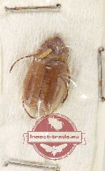 Scientific lot no. 240 Melolonthinae (1 pc)
