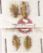 Scientific lot no. 238 Melolonthinae (4 pcs)