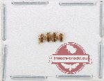 Scientific lot no. 612 Chrysomelidae (4 pcs)
