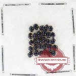 Scientific lot no. 607 Chrysomelidae (29 pcs)