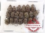 Scientific lot no. 915 Coprophaga (20 pcs)
