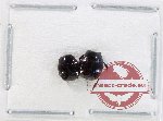 Scientific lot no. 115 Histeridae (2 pcs)