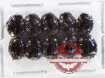 Scientific lot no. 114 Histeridae (10 pcs)