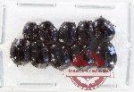 Scientific lot no. 113 Histeridae (10 pcs)