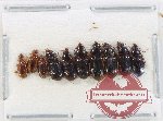 Scientific lot no. 890 Carabidae (10 pcs)