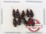 Scientific lot no. 889 Carabidae (10 pcs)