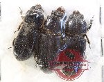 Scientific lot no. 184 Passalidae (3 pcs)