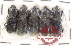Scientific lot no. 183 Passalidae (5 pcs)