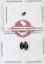 Scientific lot no. 209 Nitidulidae (4 pcs)