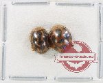 Scientific lot no. 136 Coccinelidae (2 pcs)