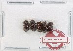 Bostrichidae Scientific lot no. 60 (5 pcs)