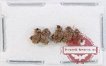 Bruchidae Scientific lot no. 39 (5 pcs)