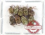 Scientific lot no. 88 Hopliinae (9 pcs)