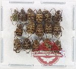 Scientific lot no. 87 Hopliinae (16 pcs)