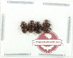 Scientific lot no. 104 Endomychidae (4 pcs)