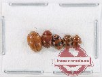 Scientific lot no. 201 Erotylidae (5 pcs)