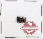 Scientific lot no. 995 Curculionidae (4 pcs)