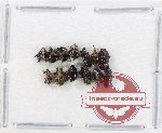 Scientific lot no. 996 Curculionidae (13 pcs)