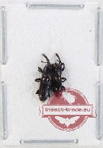 Scientific lot no. 997 Curculionidae (2 pcs)