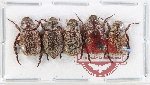Scientific lot no. 397 Rutelinae (5 pcs)