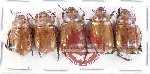 Scientific lot no. 398 Rutelinae (5 pcs)