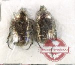 Scientific lot no. 55 Cetoniinae (Cetonia aeratula) (2 pcs - 1 pc A-)