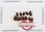 Scientific lot no. 211 Dytiscidae (13 pcs)