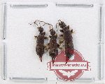 Scientific lot no. 134 Dermaptera (3 pcs)