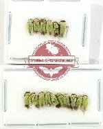 Scientific lot no. 39 Homoptera (16 pcs)
