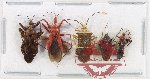 Scientific lot no. 1374 Heteroptera (5 pcs A, A-, A2)