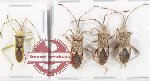 Scientific lot no. 1369 Heteroptera (4 pcs)