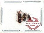 Scientific lot no. 1373 Heteroptera (3 pcs)