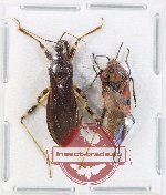 Scientific lot no. 1370 Heteroptera (2 pcs)
