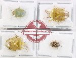 Scientific lot no. 1366 Heteroptera (Pentatomidae) (4 pcs)