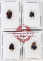 Scientific lot no. 1367 Heteroptera (5 pcs)