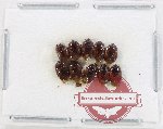 Scientific lot no. 1371 Heteroptera (10 pcs)