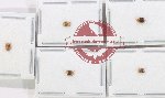 Scientific lot no. 1368 Heteroptera (5 pcs)