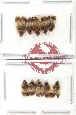 Scientific lot no. 38 Homoptera (10 pcs)