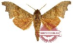 Cypa decolor (AA-)