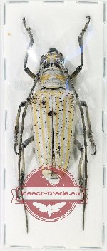 Batocera drumonti