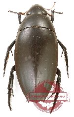 Hydrophilidae sp. 8 (A2)