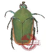 Cotinis mutabilis