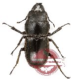 Dorcus intermedius ssp.