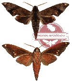 Dahira obliquifascia