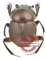Canthonini sp. 6 (9 pcs)
