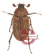 Nicagus japonicus