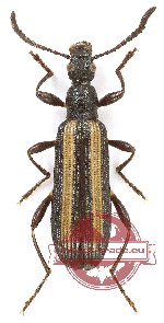 Lagriidae sp. 18 (A-)