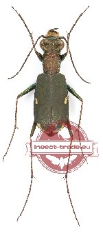 Cylindera germanica ssp. ? (6 pcs)