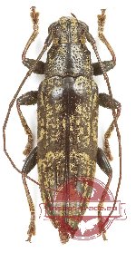 Tmesisternus sp. 18