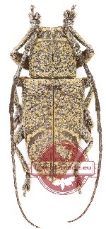Lamiinae sp. 68 (A-)